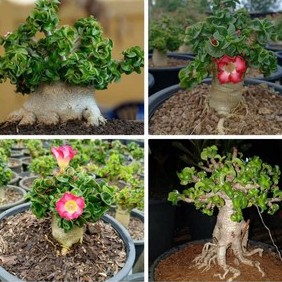 Sementes rosa do deserto dorset horn Sementes rosa do deserto dorset horn - Oferta na Shopee