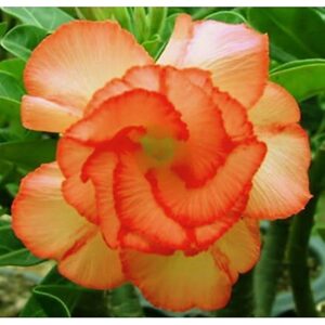 5 sementes de rosa do deserto laranja - Oferta na Shopee