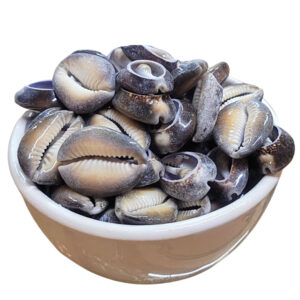 Búzios Africano Aberto - 100g (Aproximadamente 17 búzios) / 300g - Oferta na Shopee