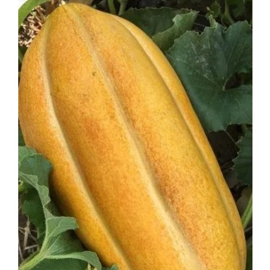 40 Sementes de Melão Comprido-Melon Largo-Long Melon Melão Gaúcho Germinação Garantida. 40 Sementes de Melão Comprido-Melon Largo-Long Melon Melão Gaúcho Germinação Garantida. - Oferta na Shopee