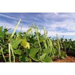 60 sementes para mudas feijão corda ou verde trepadeira vigorosa produz muito para cercas arames alambrados galhos - Oferta na Shopee
