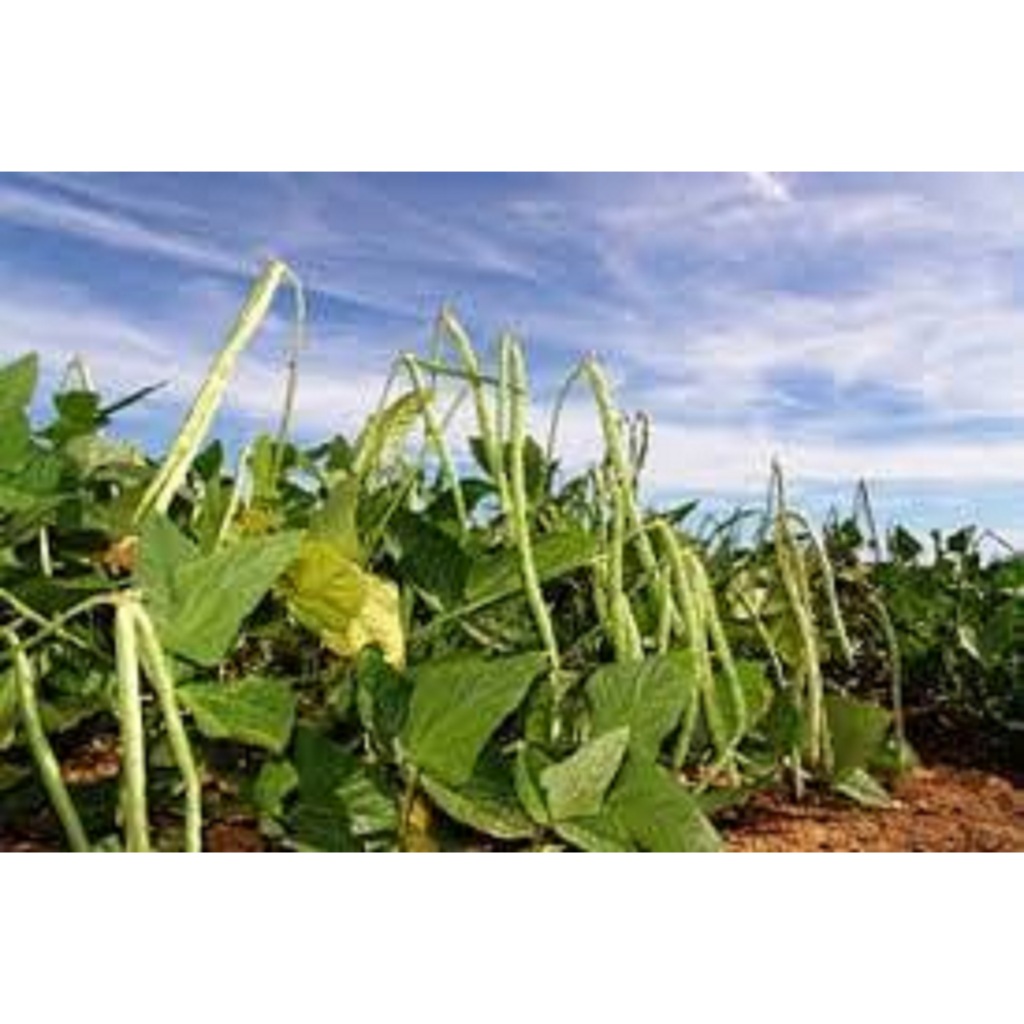 60 sementes para mudas feijão corda ou verde trepadeira vigorosa produz muito para cercas arames alambrados galhos 60 sementes para mudas feijão corda ou verde trepadeira vigorosa produz muito para cercas arames alambrados galhos - Oferta na Shopee
