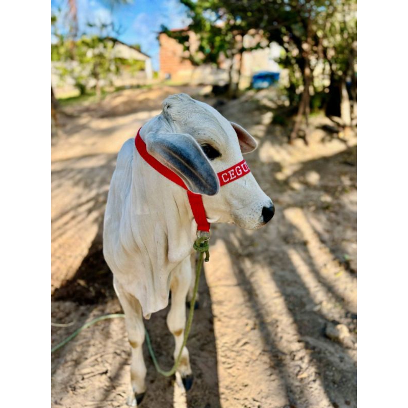 cabresto personalizado para bezerros, burçal personalizado com nome de sua preferência, entrega imediata cabresto personalizado para bezerros