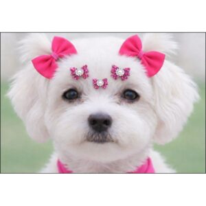 20 adesivo e Laco adesivo pet para pelos curto - Oferta na Shopee
