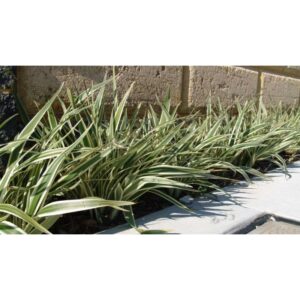 Dionela Variegata 25 mudas raiz nua - Oferta na Shopee