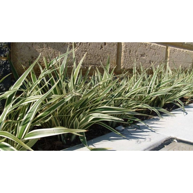 Dionela Variegata 25 mudas raiz nua Dionela Variegata 25 mudas raiz nua - Oferta na Shopee