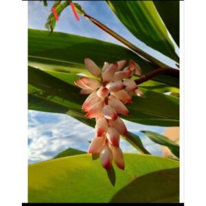 1 MUDA DE COLONIA ( ALPINIA ZERUMBET) PRONTA PARA PLANTIO. - Oferta na Shopee