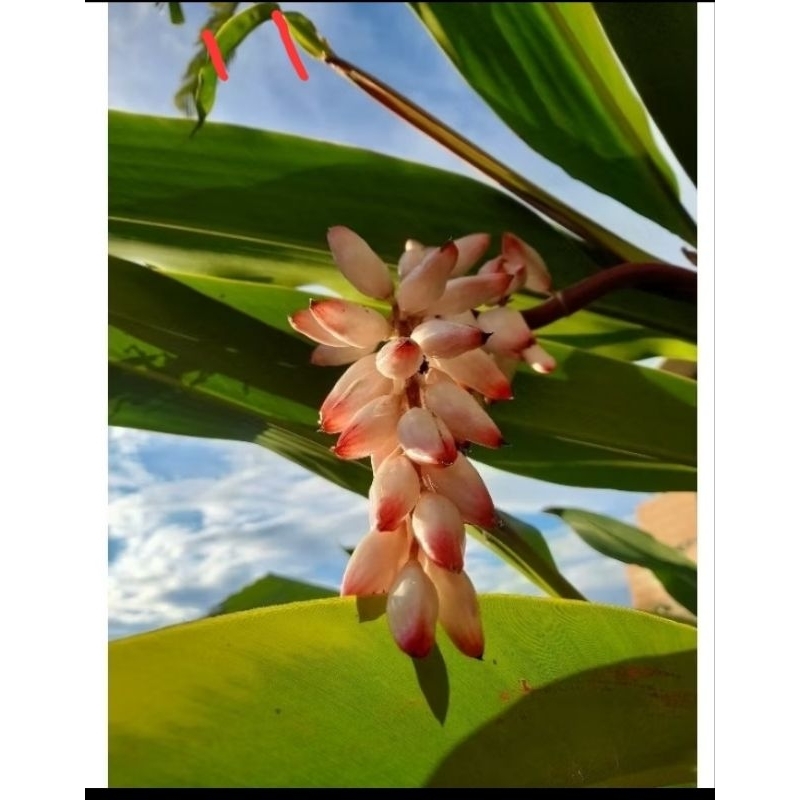 1 MUDA DE COLONIA ( ALPINIA ZERUMBET) PRONTA PARA PLANTIO. 1 MUDA DE COLONIA ( ALPINIA ZERUMBET) PRONTA PARA PLANTIO. - Oferta na Shopee