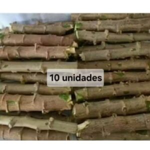 ramas de mandioca amarela 10 unidades - Oferta na Shopee