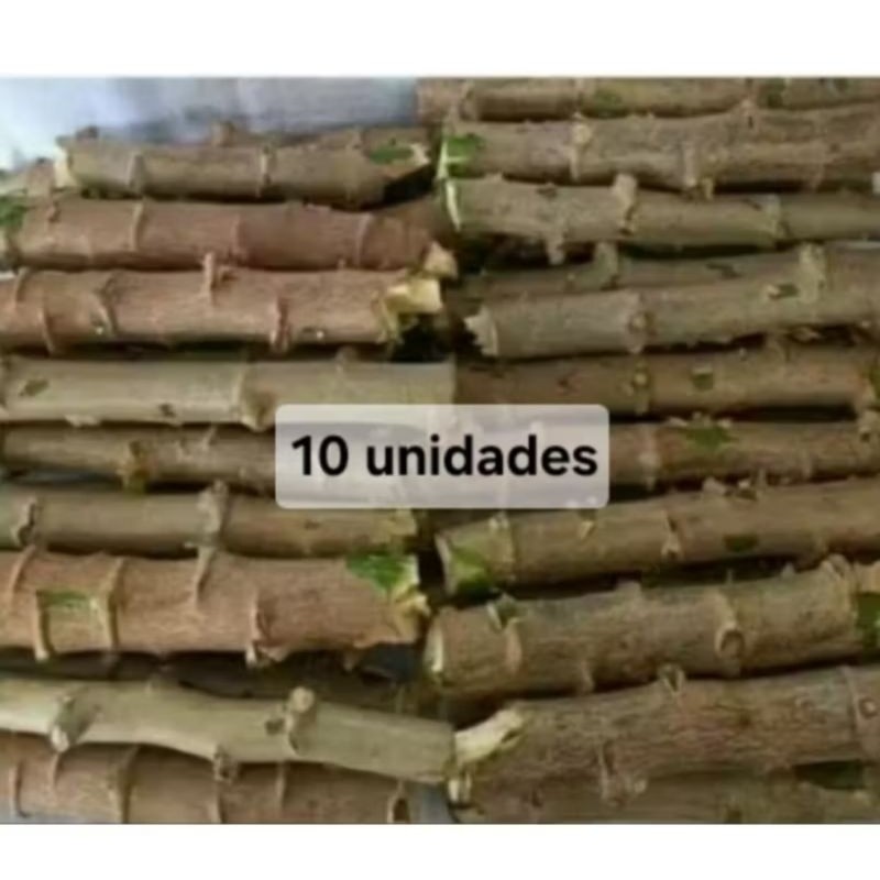 ramas de mandioca amarela 10 unidades ramas de mandioca amarela 10 unidades - Oferta na Shopee