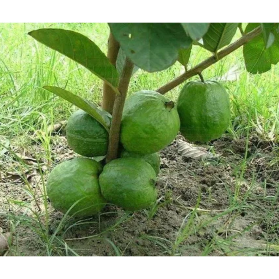 100 Sementes De Goiaba Tailandesa Gigante pra fazer muda 100 Sementes De Goiaba Tailandesa Gigante pra fazer muda - Oferta na Shopee