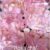 24 Forminhas ROSA CHÁ Para Doces Finos, Para Casamento Aniversários, Debutantes e Decoração MOD. CELEBRARE