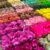 320 Forminhas de Doces Finos Flor Luxo Casamento Festa Cores