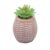 Cachepot Wolff de Cerâmica com Suculenta Sisal 9,5cm x 9,5cm