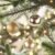 Bolas de Natal em Tubo – Champagne Fosco/Brilho com Glitter – 10x10cm  – 6 unidades – Cromus – Rizzo
